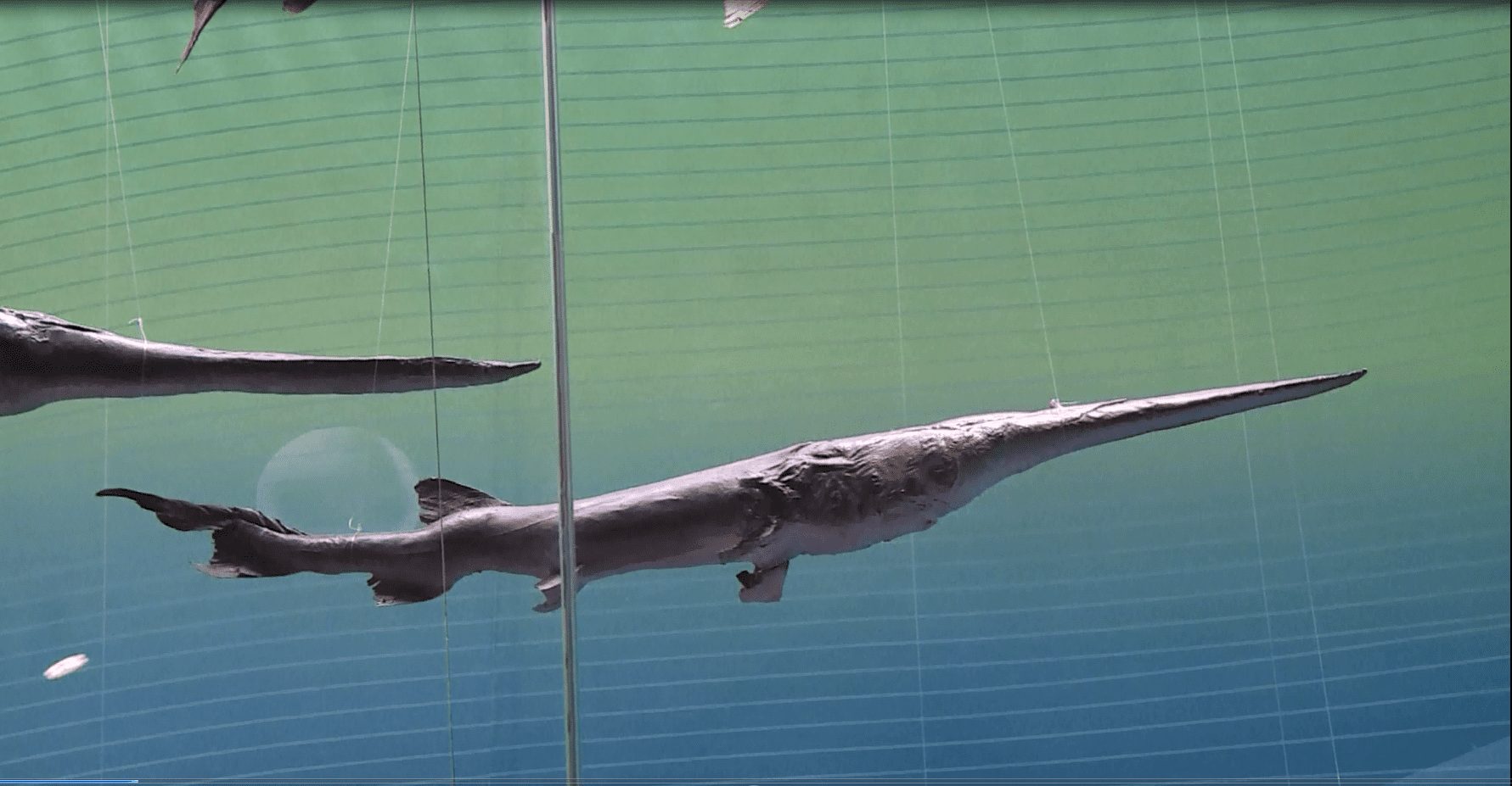 As scientists declare the Chinese paddlefish extinct, here are some