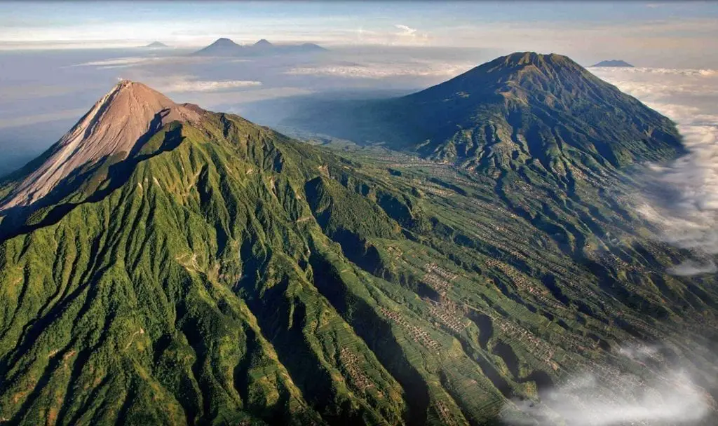 indonesia largest flower