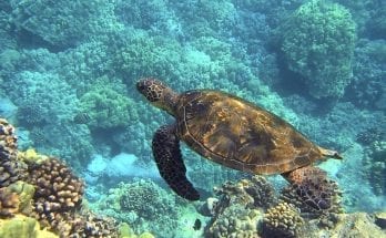 facts about sea turtles