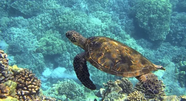 facts about sea turtles