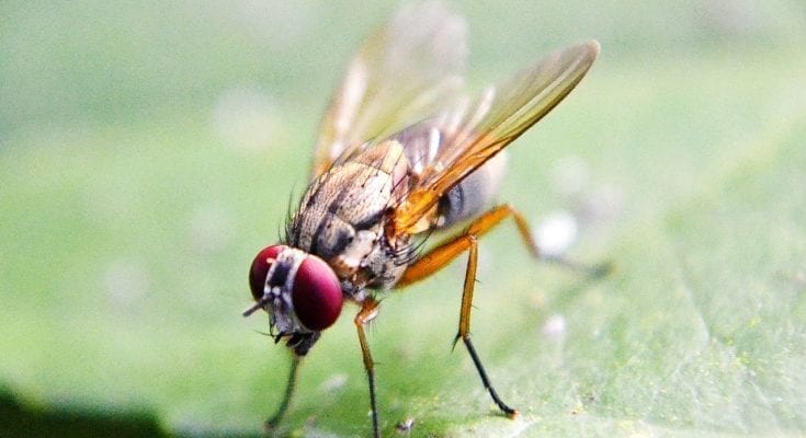 Why do men and women store fat differently? The answer might lie with fruit flies