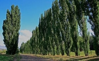 Genetically Modifying Trees To Prevent Air Pollution Proves Successful
