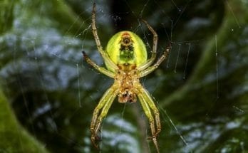 Newly discovered neon-green spider named after the 'Lady Gaga of mathematics'