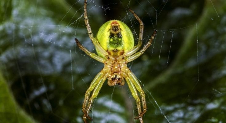 Newly discovered neon-green spider named after the 'Lady Gaga of mathematics'