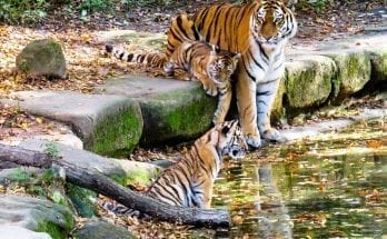 interesting facts about tigers