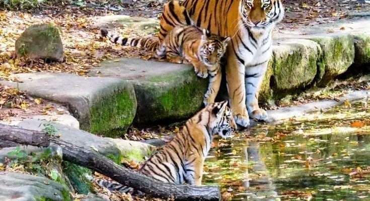 interesting facts about tigers