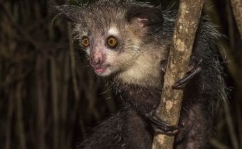 Madagascar's bizarre aye-aye has 6 fingers on each hand, scientists discover