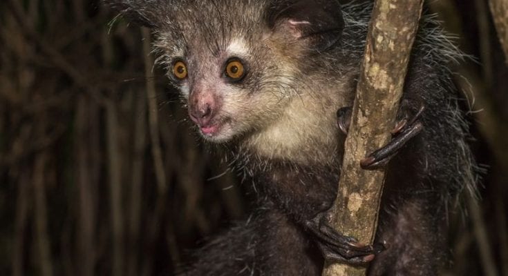 Madagascar's bizarre aye-aye has 6 fingers on each hand, scientists discover