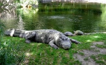 what is the difference between an aligator and a crocodile