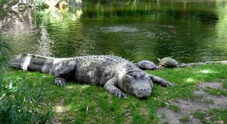 what is the difference between an aligator and a crocodile