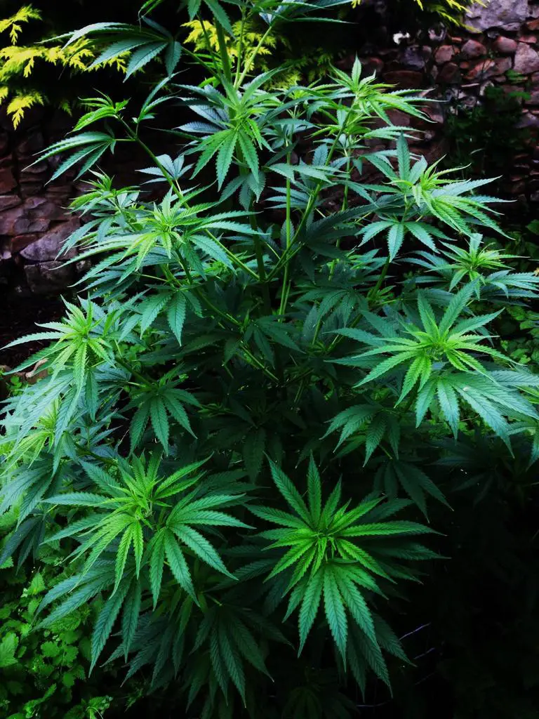 cannabis flowering stages