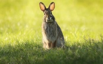 what is the difference between a bunny and a rabbit