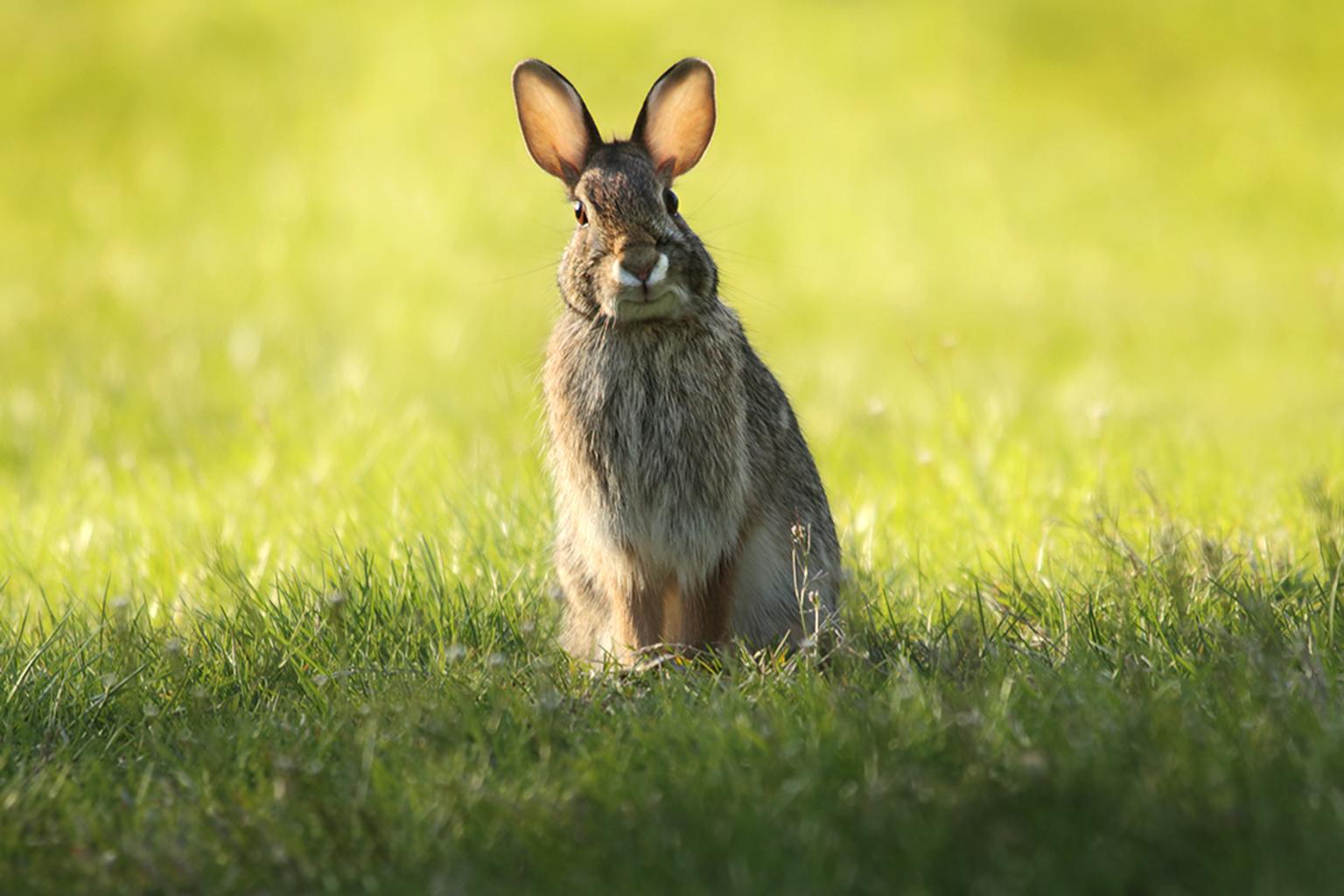 what is the difference between a bunny and a rabbit