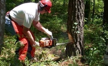 best chainsaw for the money