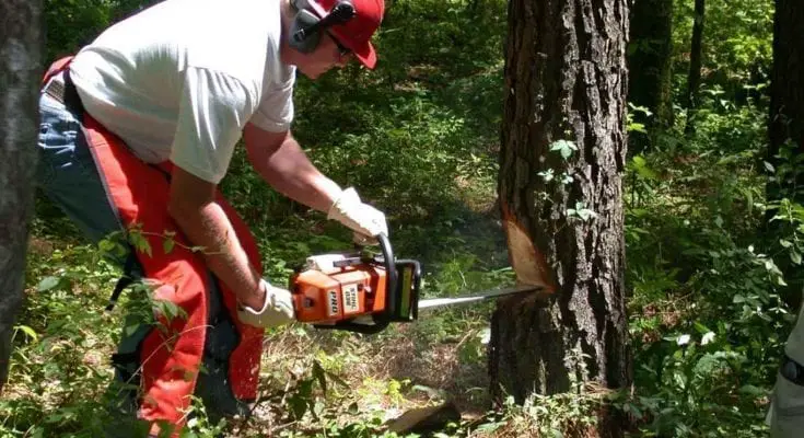best chainsaw for the money