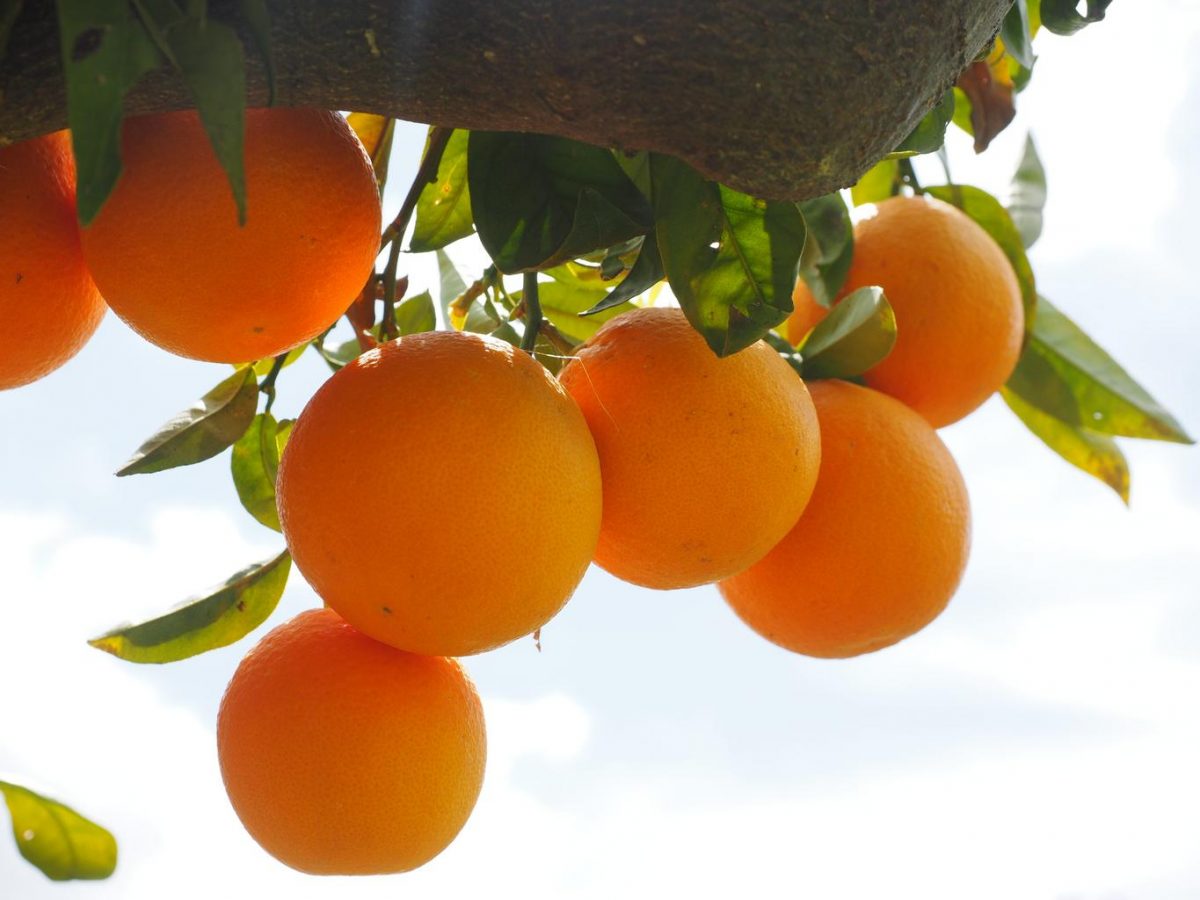 Facts About Oranges Fun Facts For Kids The Fruit Trees
