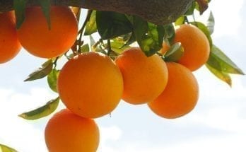 facts about oranges