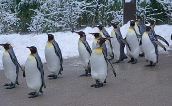 interesting facts about penguins