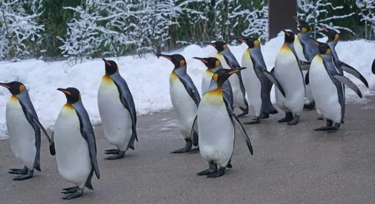 interesting facts about penguins