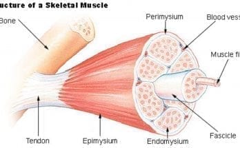 interesting facts about the muscular system