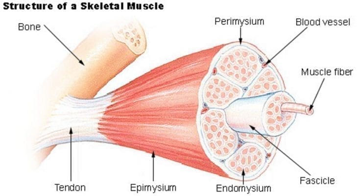 interesting facts about the muscular system