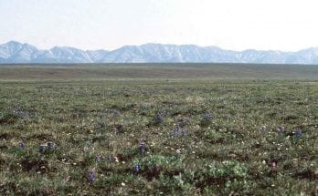 interesting facts about the tundra