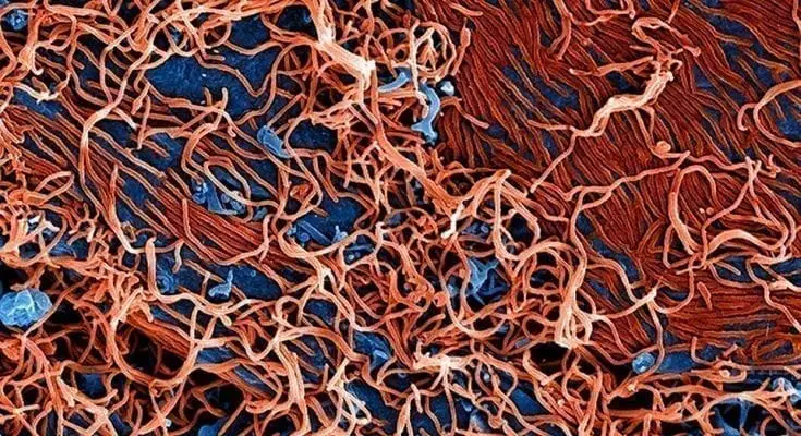 using artificial intelligence to battle coronavirus