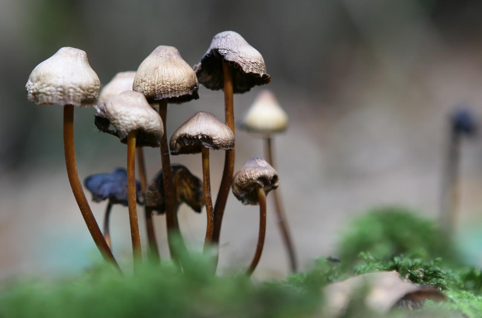 whataremagicmushrooms.jpg