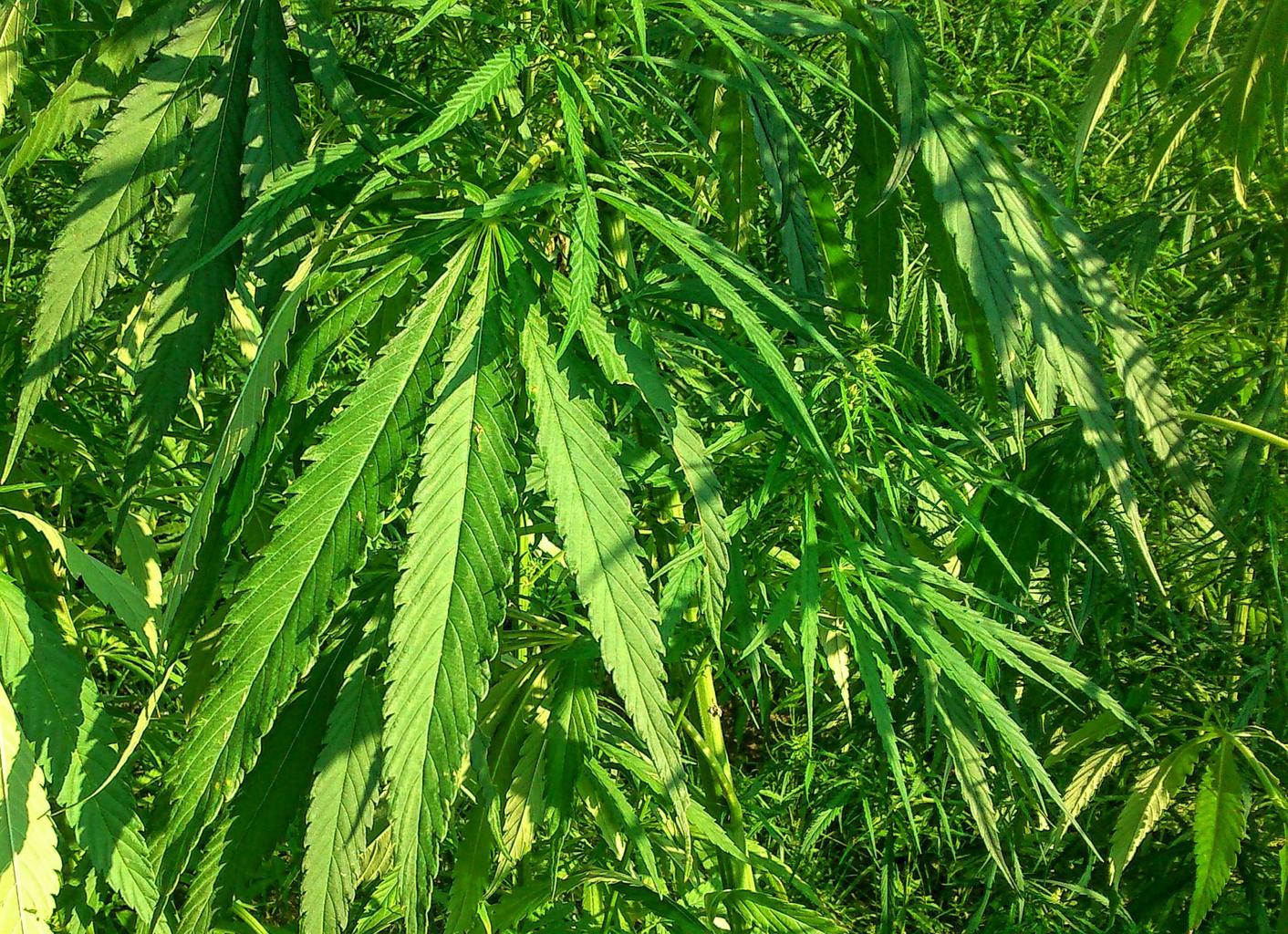 cbd hemp oil vape