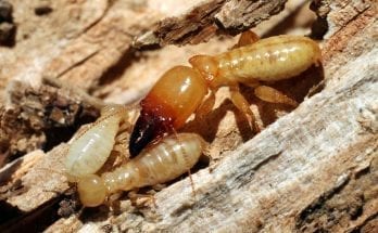 Termite Infestation