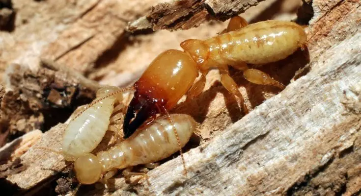 Termite Infestation