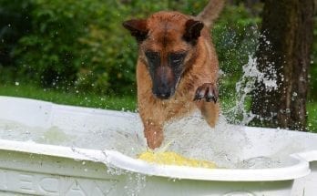 can dogs eat chicken