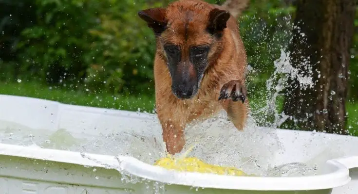 can dogs eat chicken