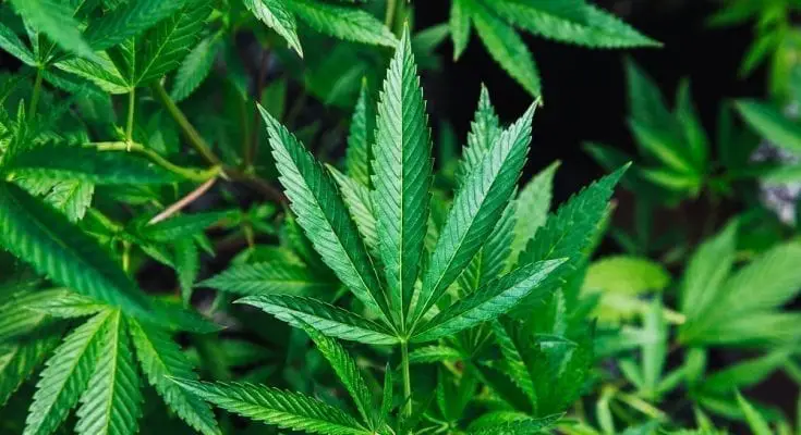 CBD
