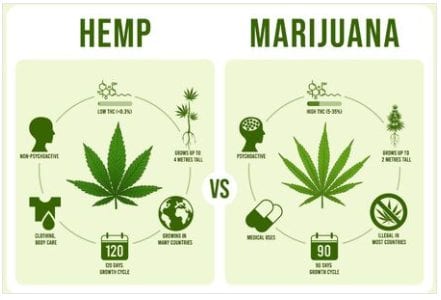 difference between hemp and marijuana