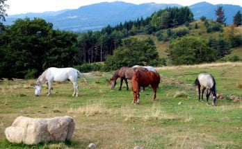 interesting facts about horses