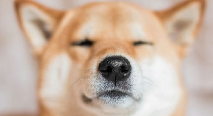 Five Facts About Your Dog That Will Blow Your Mind