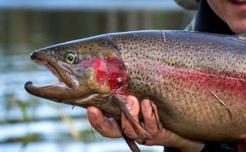 Ultimate Fish Species To Catch in Your Lifetime
