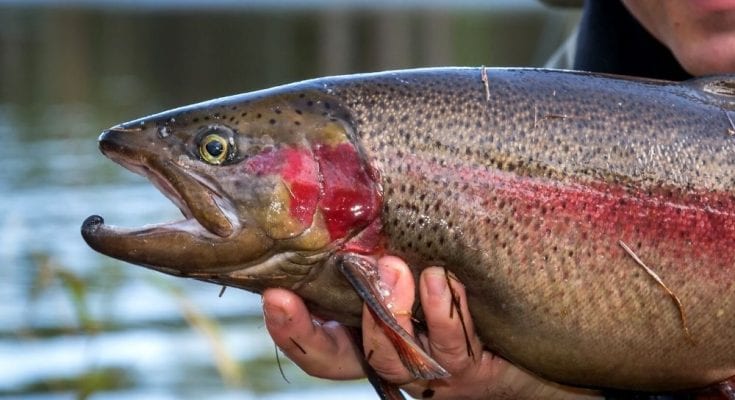 Ultimate Fish Species To Catch in Your Lifetime