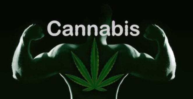 best cbd for back pain