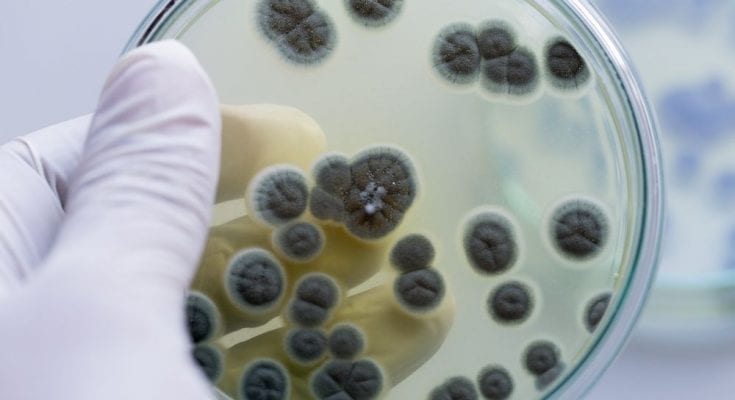 Modern Medicines Originally Derived from Plants