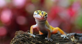 How Some Animals See Color Differently Than Humans