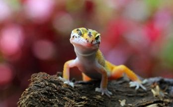 How Some Animals See Color Differently Than Humans