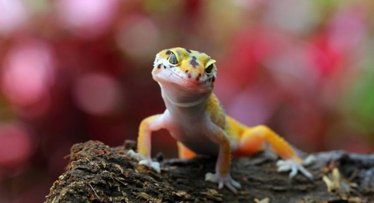 How Some Animals See Color Differently Than Humans