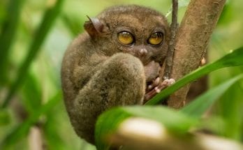 The Coolest Eyes in the Animal Kingdom