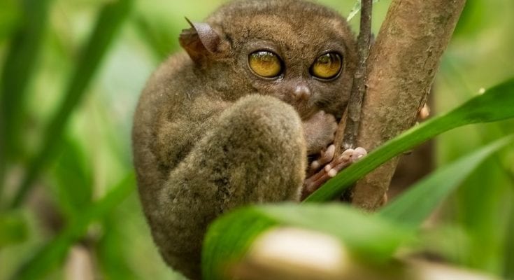 The Coolest Eyes in the Animal Kingdom