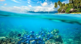 4 Important Things To Know About the Coral Reefs