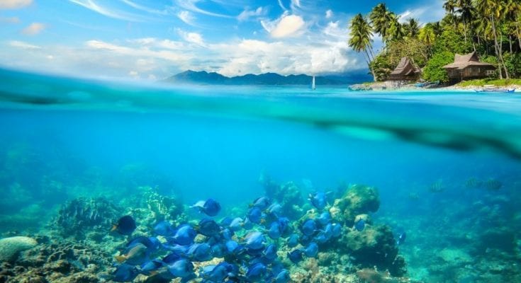 4 Important Things To Know About the Coral Reefs