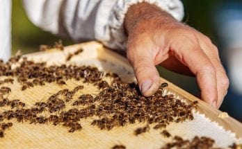 How Beekeepers Raise Honeybees