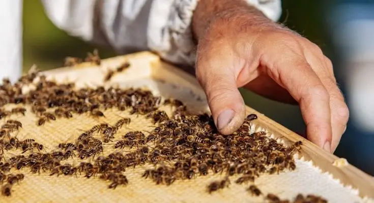 How Beekeepers Raise Honeybees